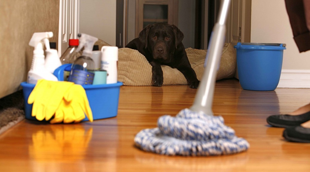 domestic cleaning services